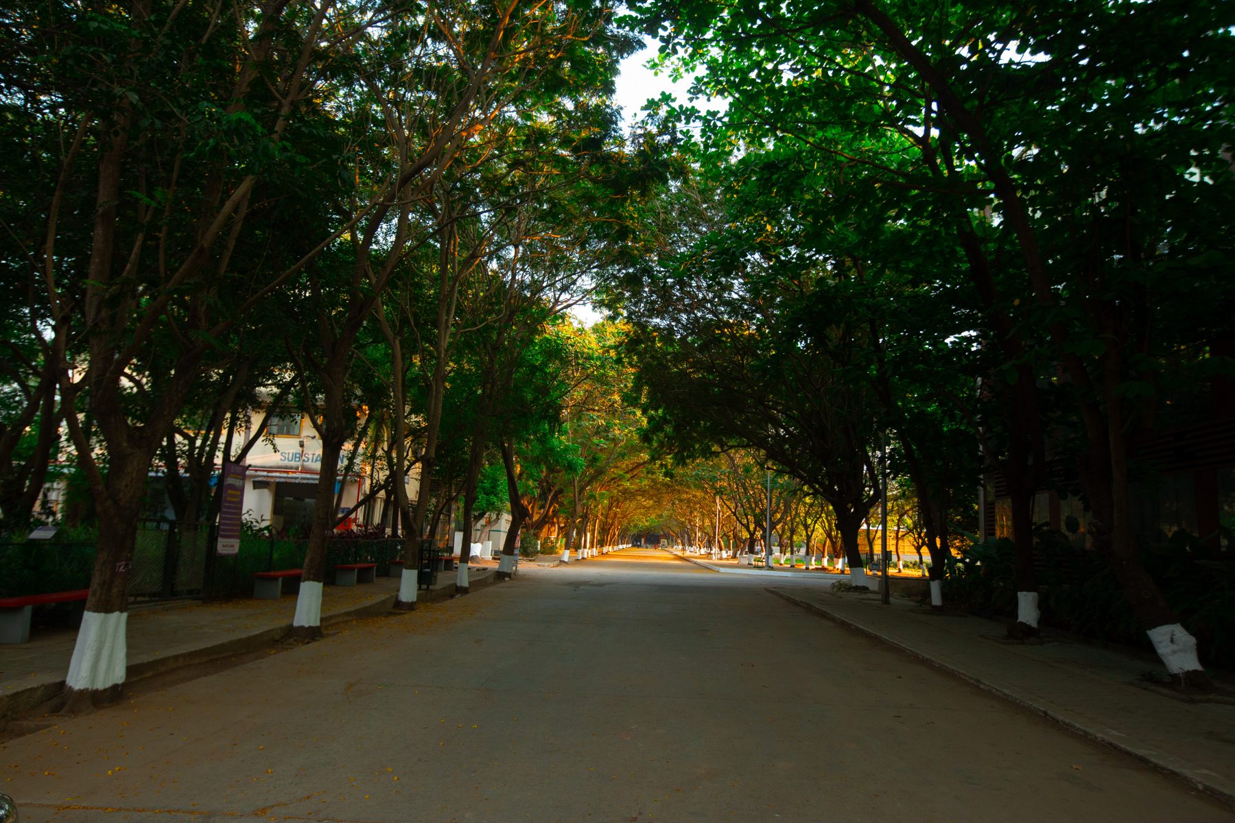Tree-lined avenue, Qura Film City