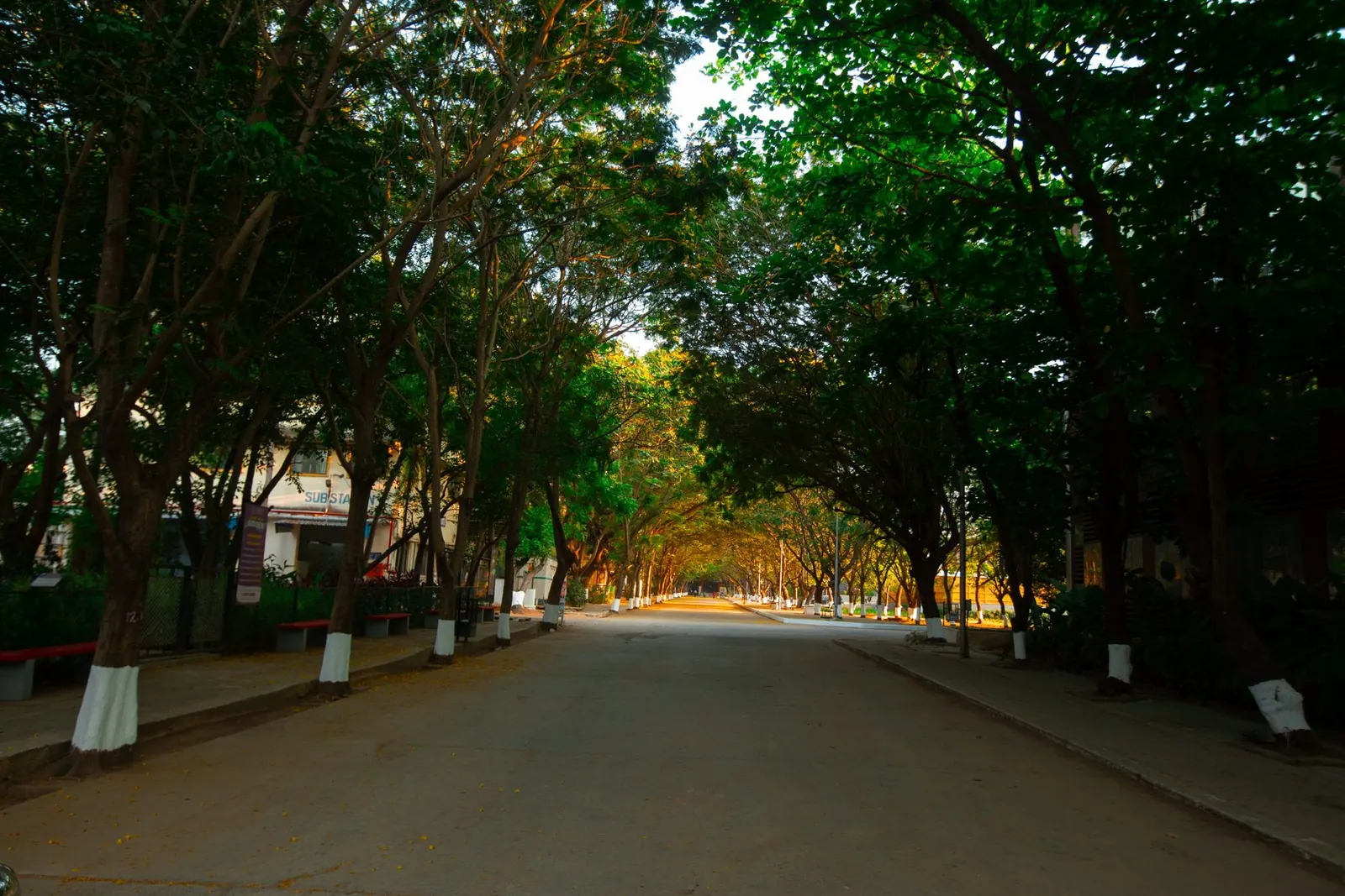 Tree-lined avenue, Qura Film City